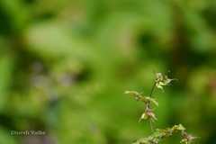 Thalictrum platycarpum